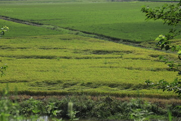 Fototapeta na wymiar small road across rice field