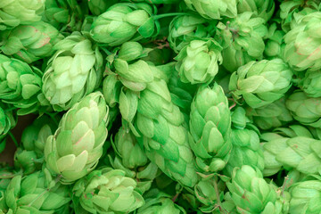 Green fresh hop cones for making beer and bread close up