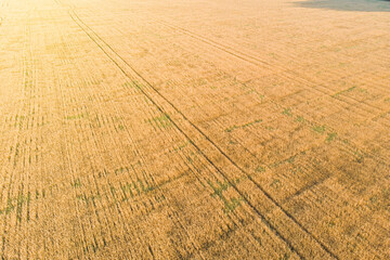 Fototapeta premium a field of wheat in ukraine photographed from a drone