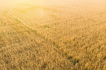 a field of wheat in ukraine photographed from a drone