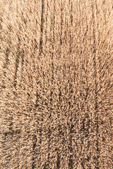 a field of wheat in ukraine photographed from a drone