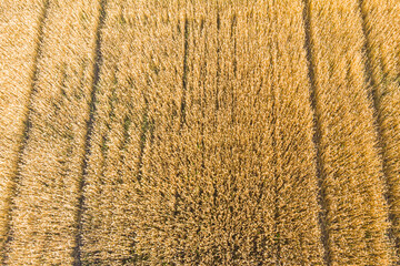 a field of wheat in ukraine photographed from a drone