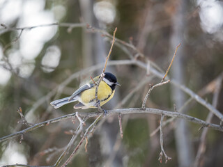 Cute bird Great tit, songbird sitting on a branch without leaves in the autumn or winter.