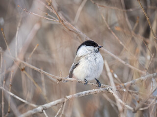 Cute bird the willow tit, song bird sitting on a branch without leaves in the winter.