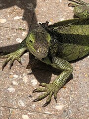 iguana