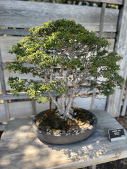 zen bonsai tree 