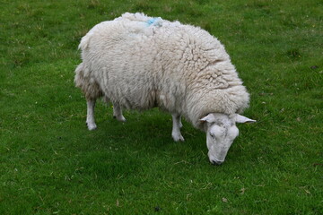 Schaf grasend auf einer grünen Wiese am Neist Point, Isle of Skye, Schottland