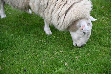 Obraz premium Schaf grast auf einer grünen Wiese am Neist Point, Isle of Skye, Schottland