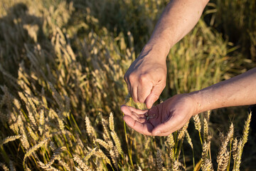Close-up farmer's hands hold a handful of grains of wheat, rye in a wheat, rye field. A man's hand holds ripe grains of cereals on a blurred background of a grain field. Top view. Harvesting concept.