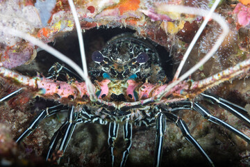 Tropical lobster hiding in the hole, close up 
