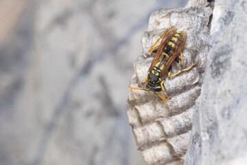 Polistes dominula wasp taking care of the nest under the sun