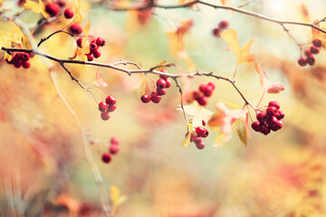Autumn background with tree leaves