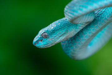Close up of blue white lipped Island pit viper Trimeresurus insularis with green background 