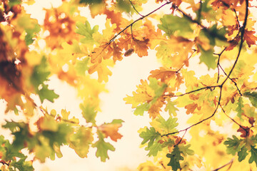 Oak tree leaves in autumn with acorn. Sunny golden background