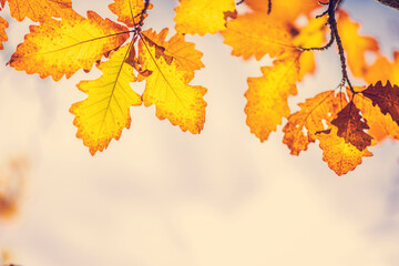 colorful autumn leaves background