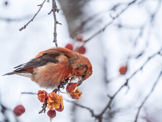 Red Crossbill male sitting on the tree branch and eats wild apple berries. Crossbill bird eats berries.