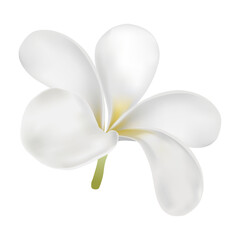 plumeria flower for spa or decorate easy to use, for your health and care advertising or traditional food, white flower