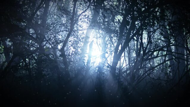 神秘的な森林 逆光 BG01