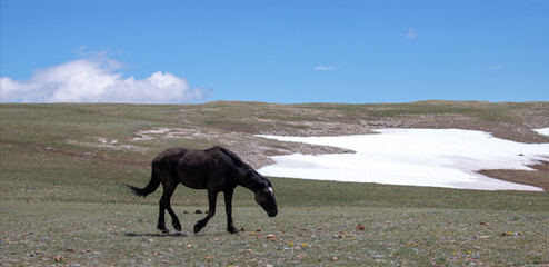 Lone black stallion covered in dirt and walking past snow field on mountain ridge in the western...