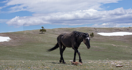 Black stallion covered in dirt and walking on mountain ridge in the western United States