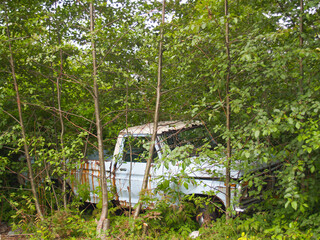 Old pick-up truck abandoned rusting away in forest.