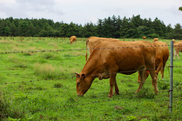 Cows grazing on grass in Jeju Island