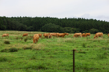 Naklejka na ściany i meble Cows grazing on grass in Jeju Island