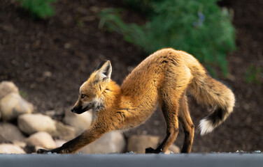 Naklejka na ściany i meble Stretching Fox in a Rocky Mountain neighborhood