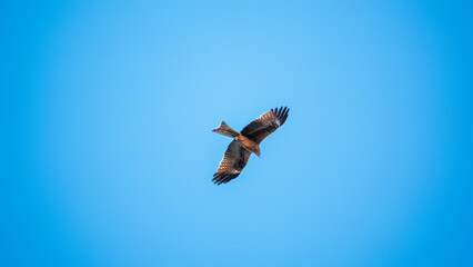 The bird of prey Black Kite flying in blue Sky
