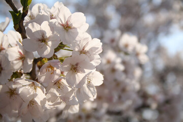Freshly bloomed cherry blossoms in spring.