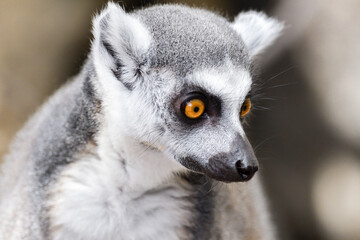 Naklejka na ściany i meble Ring Tailed Lemur Hilarious Facial Expression And Pose