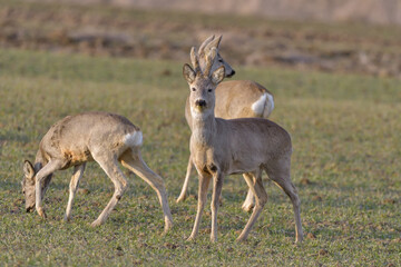 Roe deer couple standing close together on green field in sunny summer nature