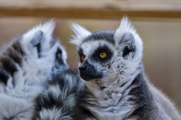 Ring Tailed Lemur Hilarious Facial Expression And Pose - 527501944