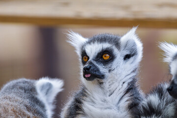 Ring Tailed Lemur Hilarious Facial Expression And Pose - 527501945