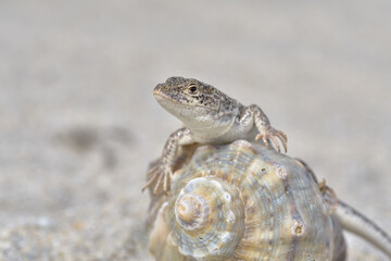 Steppe Racer Lizard (Eremias arguta) on the sand - Black Sea shore - 527501946