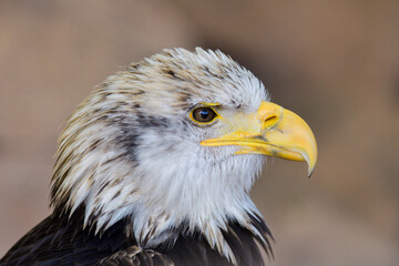 The Bald Eagle (Haliaeetus leucocephalus) portrait - 527501954