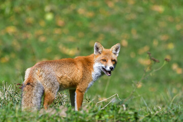 A magnificent wild Red Fox (Vulpes vulpes) hunting for food to eat in the long grass.