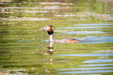 The waterfowl bird Great Crested Grebe swimming in the calm lake