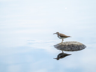 Common sandpiper, Actitis hypoleucos, resting lake shore with reflection in water.