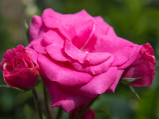 Elegant purple rose flower in the garden. Pink-purple rose flower close-up on a background of greenery