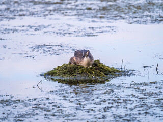 Great Crested Grebe, Podiceps cristatus, water bird sitting on the nest, nesting time on the green lake