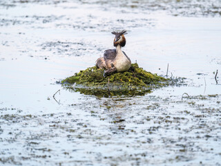 Great Crested Grebe, Podiceps cristatus, water bird sitting on the nest, and one of its cute babies sitting on its back. Nesting time on the green lake