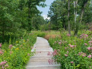 boardwalk through the wildflowers © Kevin