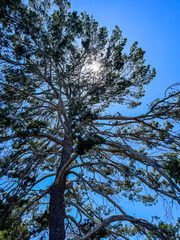 tree and sky griffith parks