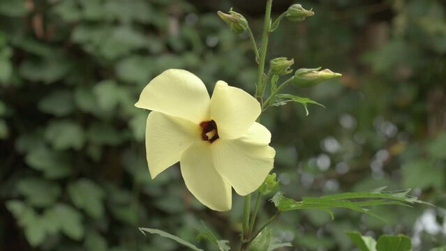 Aibika flower, Abelmoschus manihot, medicinal and edible plant