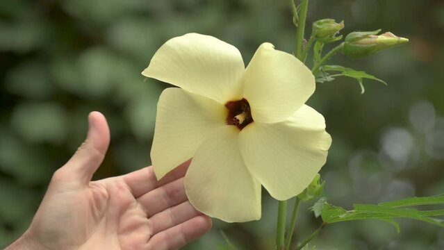 Hand comparing flower size of Sunset muskmallow plant