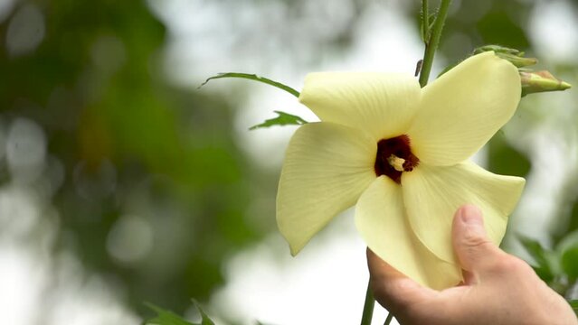 Hibiscus manihot flower, edible plant with medicinal properties