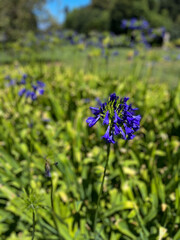 purple pom flowers close up 