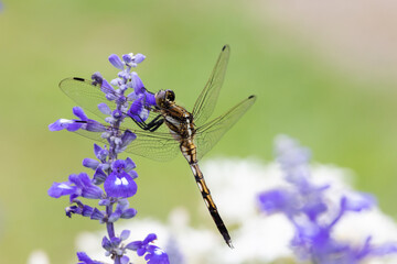 花にとまっているトンボ