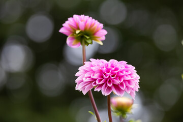 Obraz premium ピンクのダリアの花